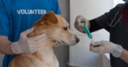 Managing anxiety during dog vaccination appointments