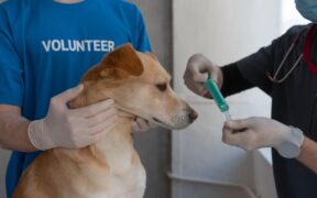 Managing anxiety during dog vaccination appointments