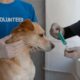 How veterinarians check vaccination history in dogs