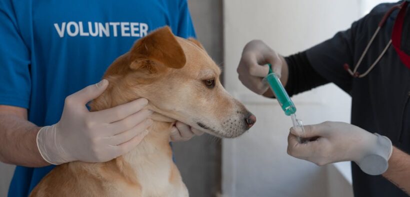 How veterinarians check vaccination history in dogs