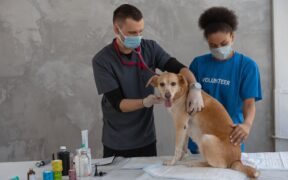 Dog vaccination hesitancy questions owners commonly have