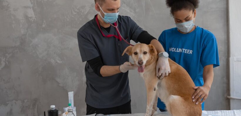 Puppy vaccination basics for new dog owners