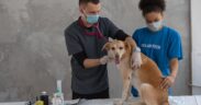 Adult dog vaccination guide for responsible owners