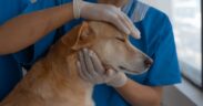 Dog itchy neck scratching symptoms and when to see a vet