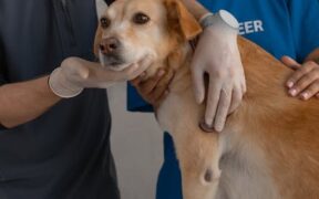 Dog lethargy causes warning signs and when to visit a vet