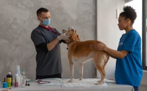Monitoring your dog after vaccination what to look for