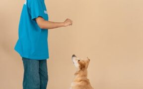 Supporting shelter dogs with basic training