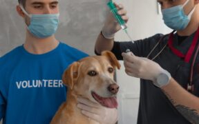 Rabies vaccination basics for dog owners safety and laws