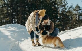 Pet Coat Changes That May Appear During Grooming