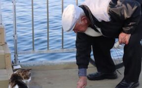 Feeding guide for senior rescue cats