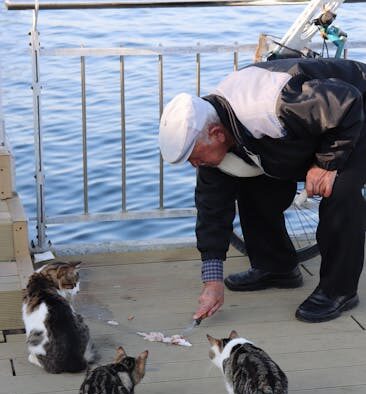 Feeding guide for senior rescue cats