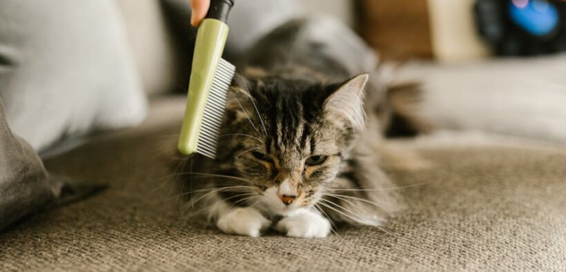 Grooming New Rescue Pets