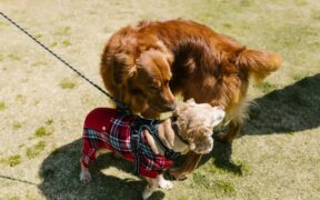 Grooming Frequency Basics for Dogs