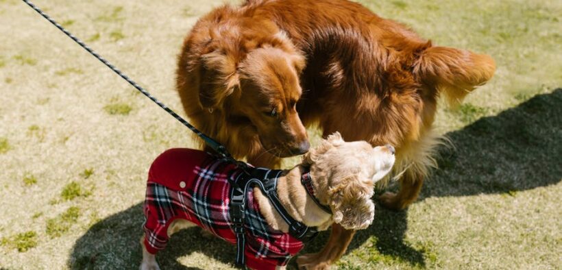 Basic Grooming Needs for Dogs