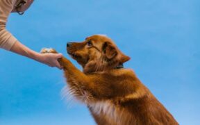 Using tricks to strengthen basic obedience