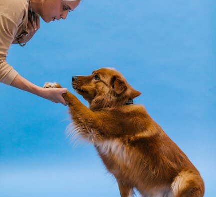 Using tricks to strengthen basic obedience