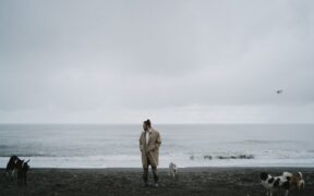 Storm anxiety in dogs