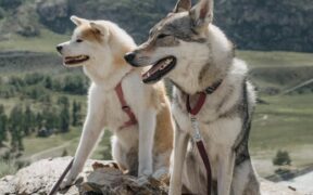 Preventive safety measures for hiking with dogs