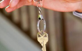 Fleas in cats risks symptoms and safe management steps