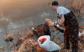 Oral care awareness for rescue cats