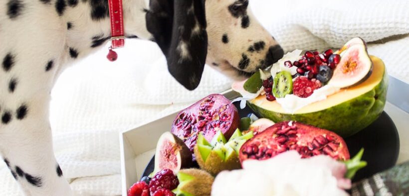 Citrus toxicity dogs