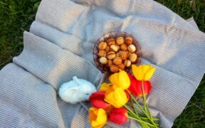 Almonds toxicity pets