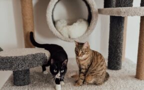 Cats showing agitation when cornered