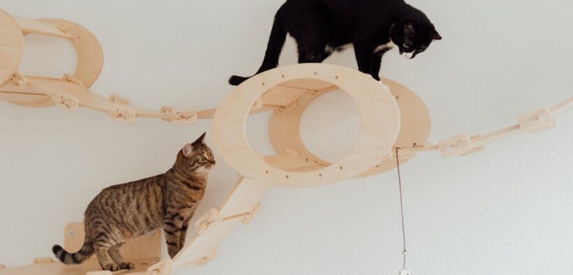 Cats reacting when toys taken abruptly