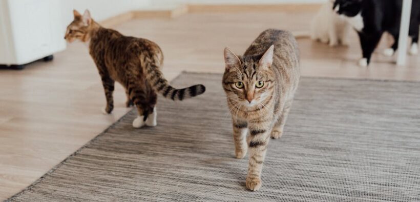 Dental care for multi pet households