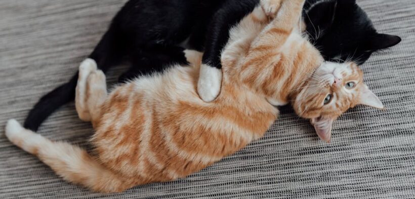 Why Slow Grooming Helps Anxious Pets