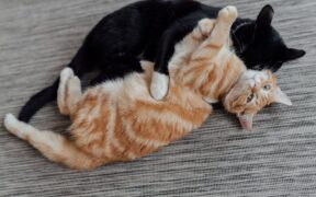 Why Regular Grooming Matters for Pets