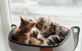 Cats reacting to unfamiliar animals through glass