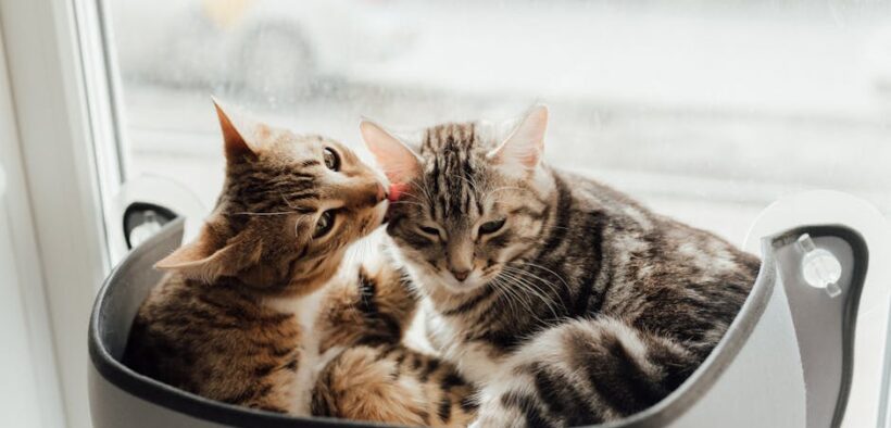 Cats reacting to unfamiliar animals through glass