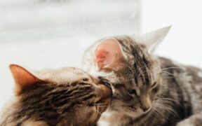 Cat soft stool and licking rear end digestive symptom