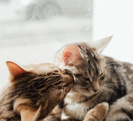 Cat soft stool and licking rear end digestive symptom