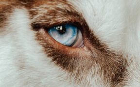 Dogs Staring Intensely Before Reacting