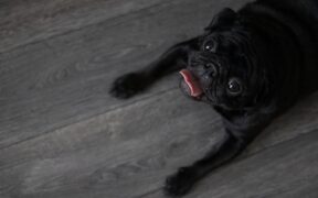 Dogs Reacting to Unpredictable Children’s Behaviour