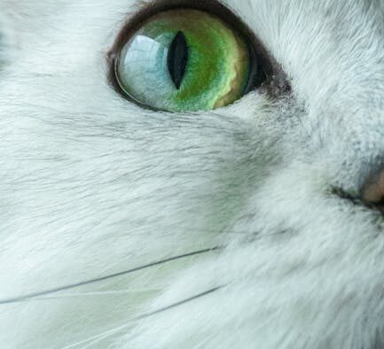 Cat hair loss patches what pet owners should watch for