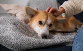 Ear mites in dogs causes risks and prevention for pet owners