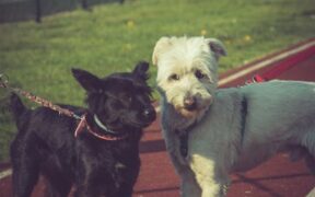 Training dogs to walk politely by your side