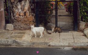 Risk based vaccination decisions for cats home vs outdoors