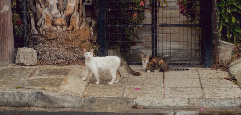 Risk based vaccination decisions for cats home vs outdoors