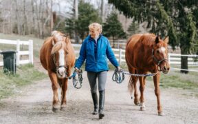 Basic harness and leash training for cats