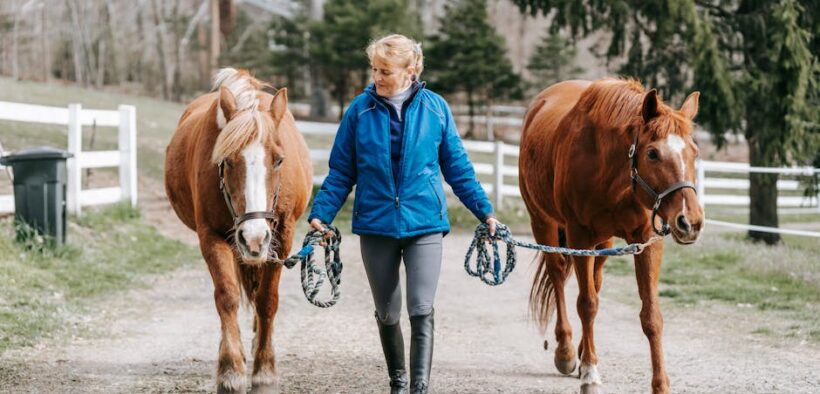 Basic harness and leash training for cats