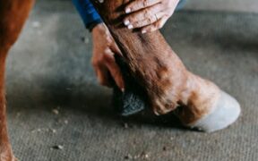 Tail Brushing Basics for Pets