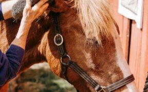 Handling Pets Kindly During Grooming