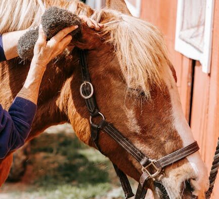 Handling Pets Kindly During Grooming