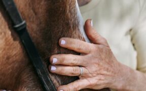 Pet dental care and quality of life