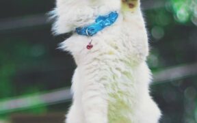 Vaccination essentials for healthy kitten growth