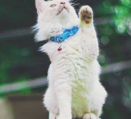 Vaccination essentials for healthy kitten growth